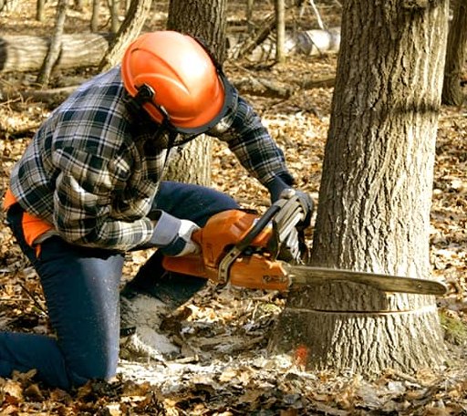 Tree Removal in Oakdale, CT